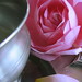 Constance Rose Photo 14