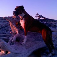 Cheryle Johnson Photo 6