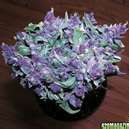 Frederick Nelson Photo 8