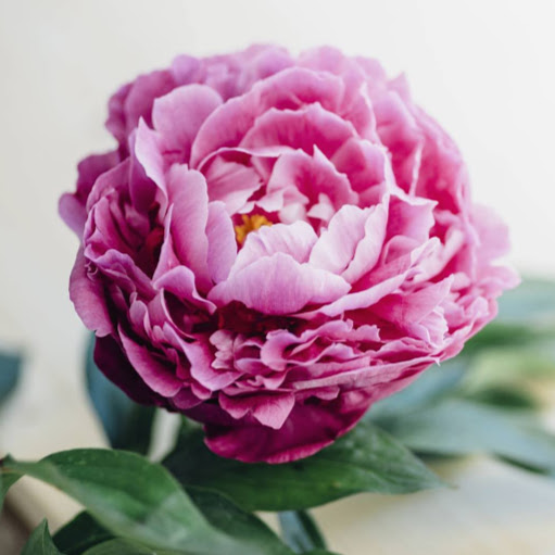 Nicole Atkinson Photo 13