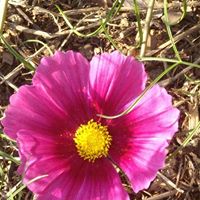 Evelyn Austin Photo 14