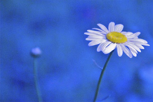 Paula Thompson Photo 8