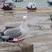 Sandy Ives Photo 18