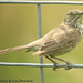 Gary Bowman Photo 14