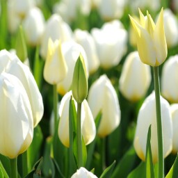 Julie Vogel Photo 24