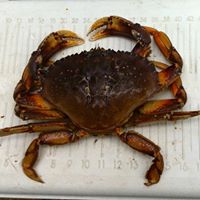 Dean Nelson Photo 11