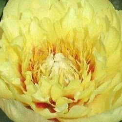 Robin Isabelle Photo 1