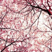 Steve Cheng Photo 24