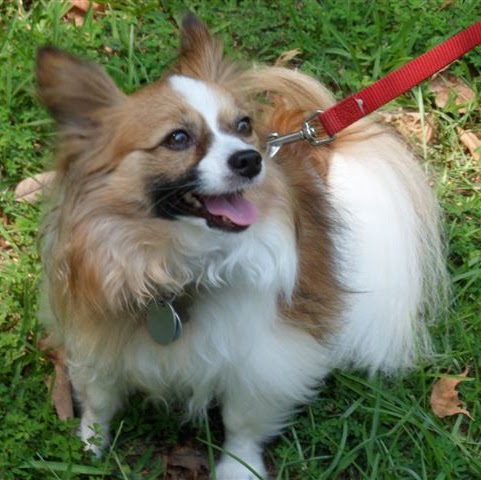 Allen Harris Photo 18