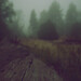 Eugenia Woods Photo 18