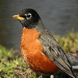 Robin Strickland Photo 32