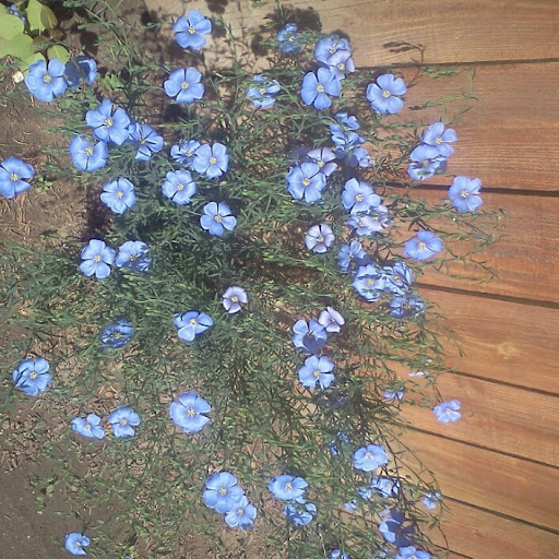 Cindy Barnett Photo 4