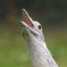 Mary Colwell Photo 16