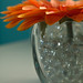 Mary Bloom Photo 36