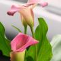 Amy Blankenship Photo 23