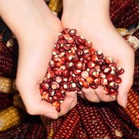 Brenda Nicholson Photo 14 Brenda Nicholson Photo 14