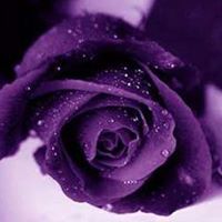 Violet Purple Photo 10