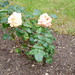 Rosetta Bush Photo 8