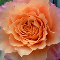 Tracey Carpenter Photo 21