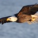 Michael Eagle Photo 12