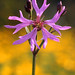 Robin Henley Photo 14