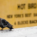 Tracy Bird Photo 15