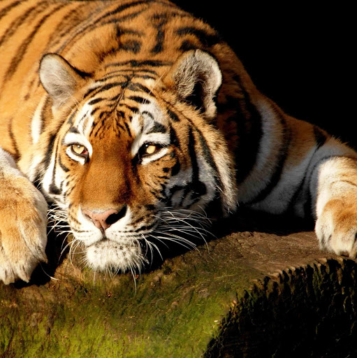 Darrell Cooper Photo 34