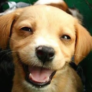 Steven Roth Photo 29