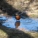 Robin Eastman Photo 11