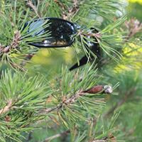 William Metzger Photo 45