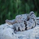 Gordon Norris Photo 11