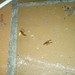 Job Roach Photo 7