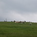 Jeff Adkins Photo 43