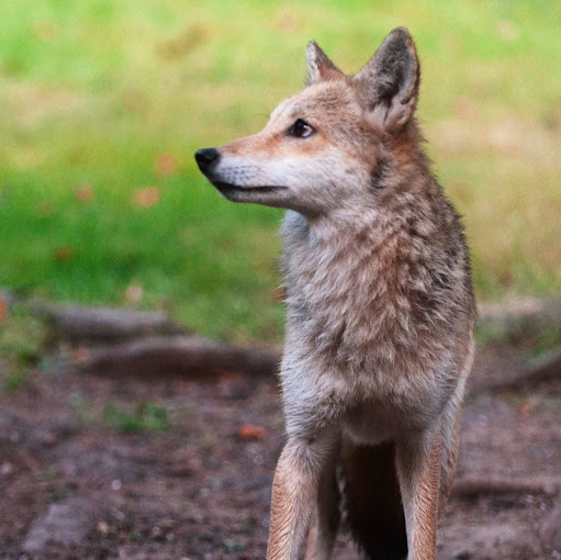 Laura Sinclair Photo 13