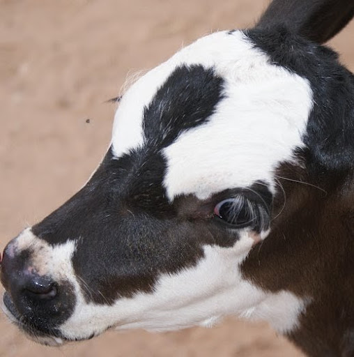 Adrienne Snow Photo 18 Adrienne Snow Photo 18