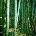 Shui Lui Photo 9