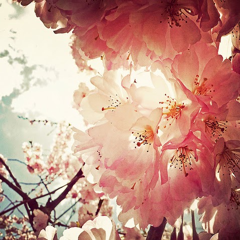 Anne Chan Photo 29