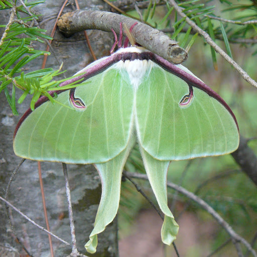 Paul Hamelin Photo 20