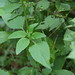 Billy Weed Photo 14
