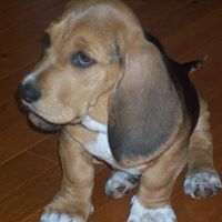 Thomas Holcombe Photo 10