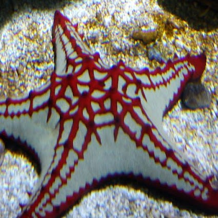 Anita Simon Photo 39