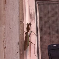 Alissa Webster Photo 5