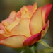 Melissa Rose Photo 34