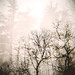 Diana Sharp Photo 23