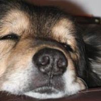 Debra Vogel Photo 13