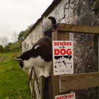 Robin Mclean Photo 34