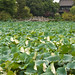 Yuan Li Photo 30