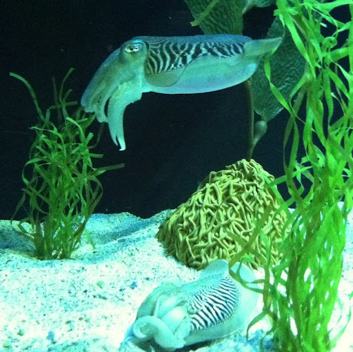 Brenda Lawrence Photo 2