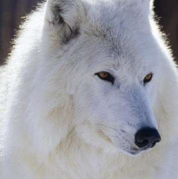 Ali Muhammad Photo 31