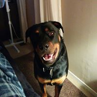 Mark Wiener Photo 18